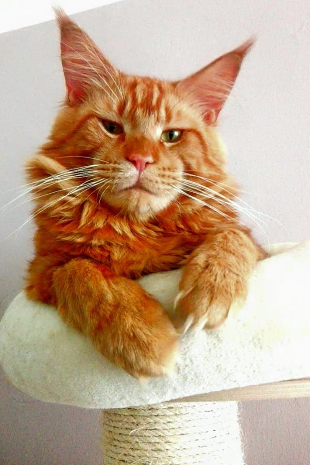 IC Bastien CzechRoyalLynx